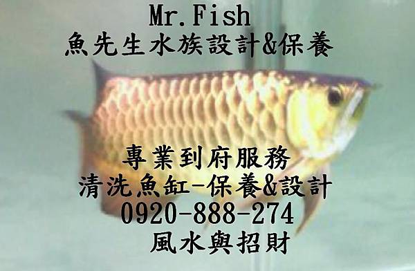 魚先生水族館-0920-888-274.洗魚缸