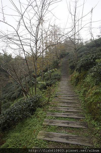 南頭銀杏森林旅遊 相機 (56).JPG