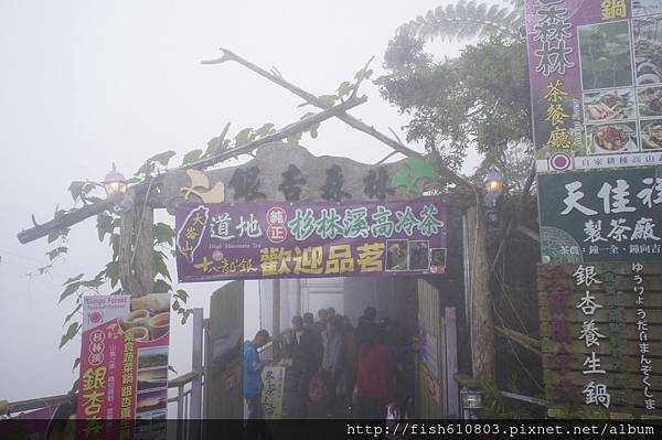 南頭銀杏森林旅遊 相機 (73).JPG