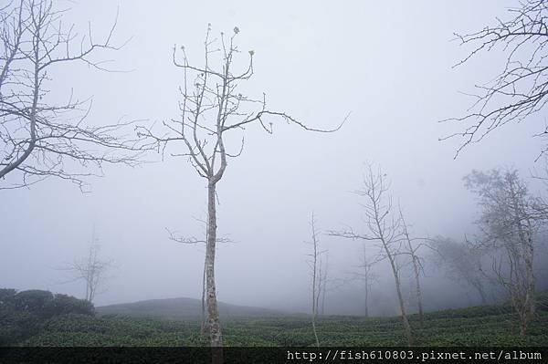 南頭銀杏森林旅遊 相機 (92).JPG