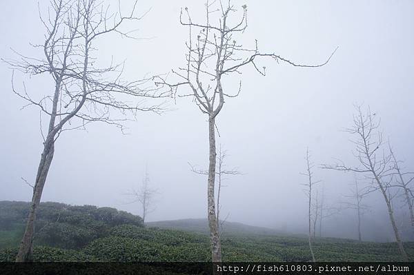 南頭銀杏森林旅遊 相機 (90).JPG