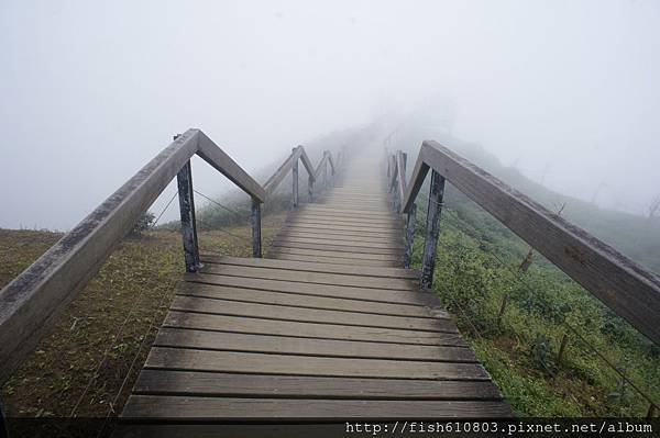 南頭銀杏森林旅遊 相機 (97).JPG