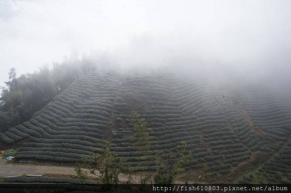 南頭銀杏森林旅遊 相機 (110).JPG