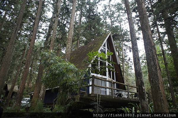 南頭銀杏森林旅遊 相機 (271).JPG