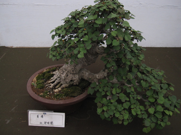 2009亞太盆景賞石展覽