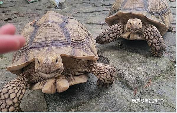 鳳梨屋水上莊園32.jpg