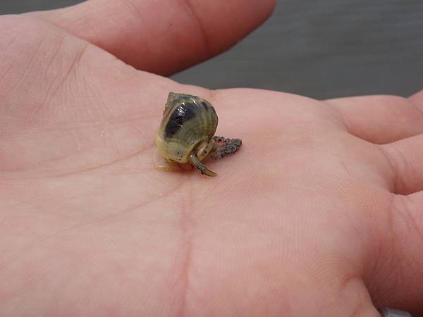 海蝸牛~~我以為是寄居蟹呢