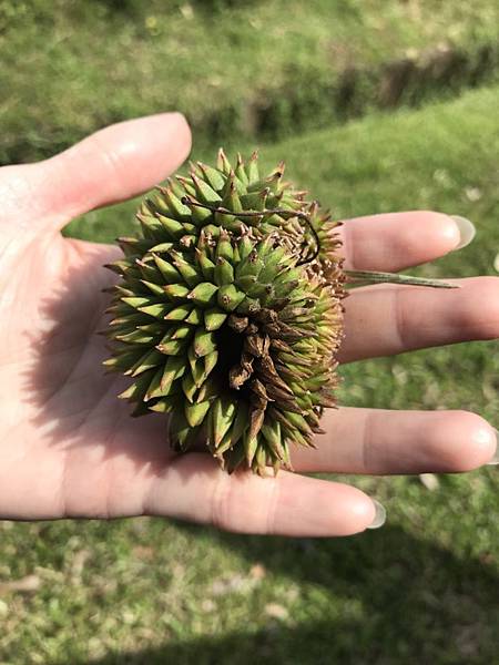 1530842435394.jpg 1530842435394.jpg