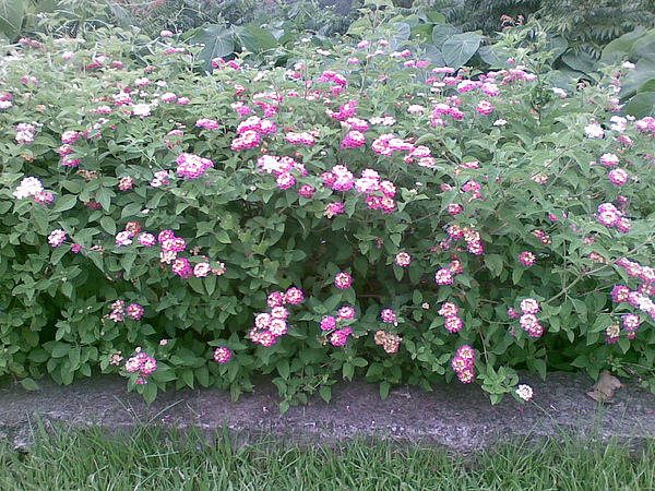 20100805_007.jpg