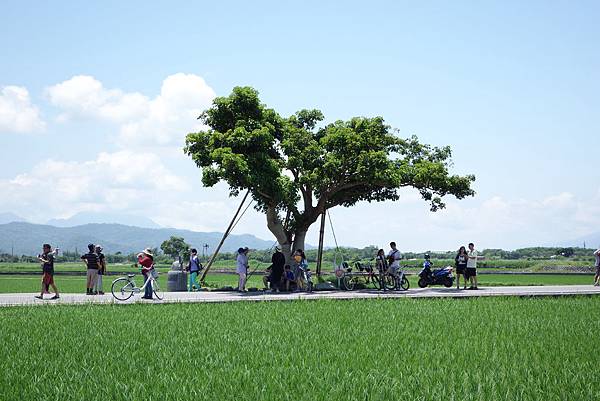 伯朗大道  金城武樹