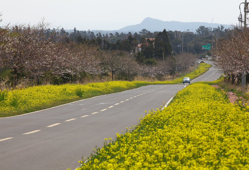 jeju4m+%286%29.jpg