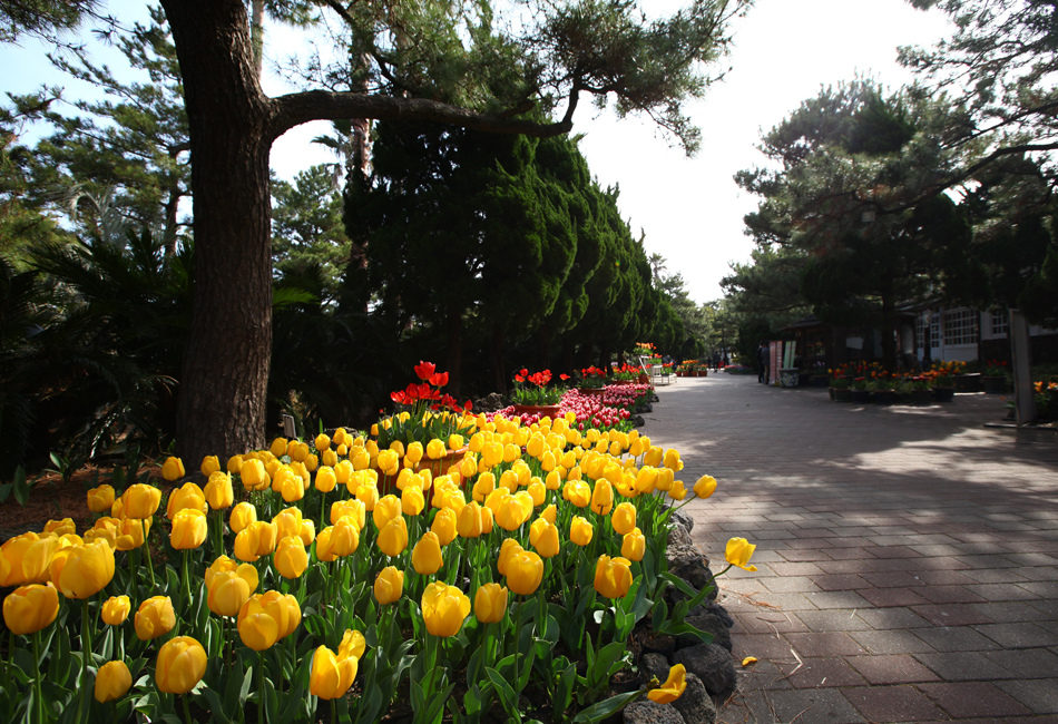 jeju4m+%283%29.jpg