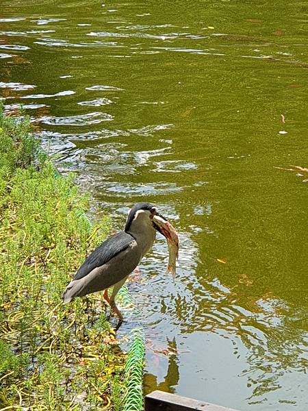 中正紀念堂+碧潭 (4).jpg 中正紀念堂+碧潭 (4).jpg