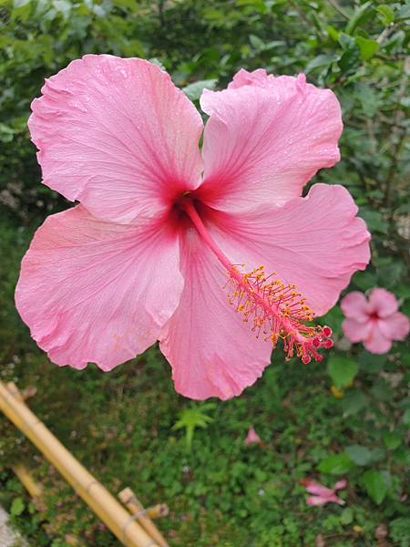 <遊記-苗栗三義>山那邊,綠葉方舟+雅聞香草植物工廠 ARW <遊記-苗栗三義>山那邊,綠葉方舟+雅聞香草植物工廠 ARW