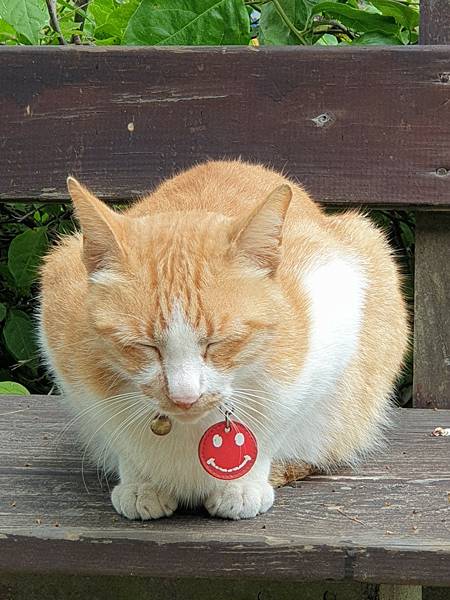 <遊記-苗栗三義>山那邊,綠葉方舟+雅聞香草植物工廠 ARW <遊記-苗栗三義>山那邊,綠葉方舟+雅聞香草植物工廠 ARW