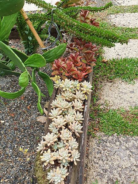 <遊記-苗栗三義>山那邊,綠葉方舟+雅聞香草植物工廠 ARW <遊記-苗栗三義>山那邊,綠葉方舟+雅聞香草植物工廠 ARW