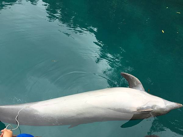 🌤️帛琉行🇵🇼🕶🏖_180715_0054 🌤️帛琉行🇵🇼🕶🏖_180715_0054