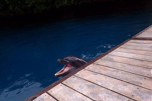 🌤️帛琉行🇵🇼🕶🏖_180724_0314 🌤️帛琉行🇵🇼🕶🏖_180724_0314