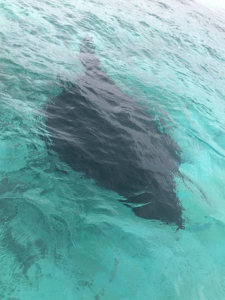 🌤️帛琉行🇵🇼🕶🏖_180812_0025 🌤️帛琉行🇵🇼🕶🏖_180812_0025