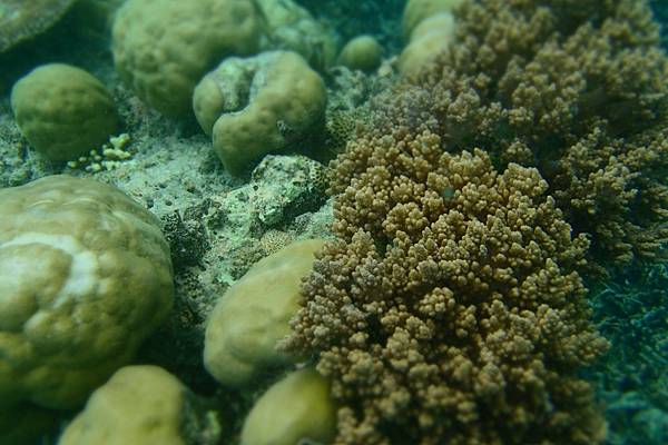 🌤️帛琉行🇵🇼🕶🏖_180715_0510 🌤️帛琉行🇵🇼🕶🏖_180715_0510