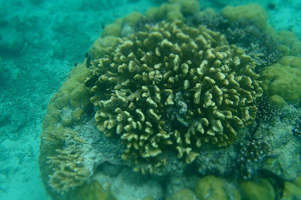 🌤️帛琉行🇵🇼🕶🏖_180715_0511 🌤️帛琉行🇵🇼🕶🏖_180715_0511