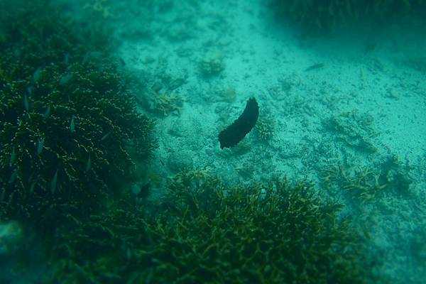 🌤️帛琉行🇵🇼🕶🏖_180715_0514 🌤️帛琉行🇵🇼🕶🏖_180715_0514