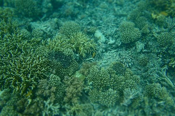 🌤️帛琉行🇵🇼🕶🏖_180715_0509 🌤️帛琉行🇵🇼🕶🏖_180715_0509