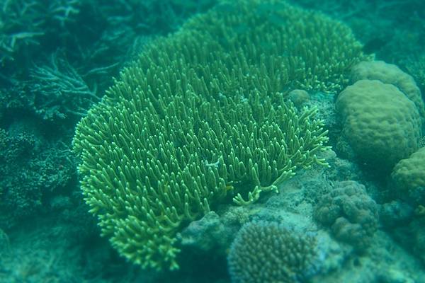 🌤️帛琉行🇵🇼🕶🏖_180715_0490 🌤️帛琉行🇵🇼🕶🏖_180715_0490