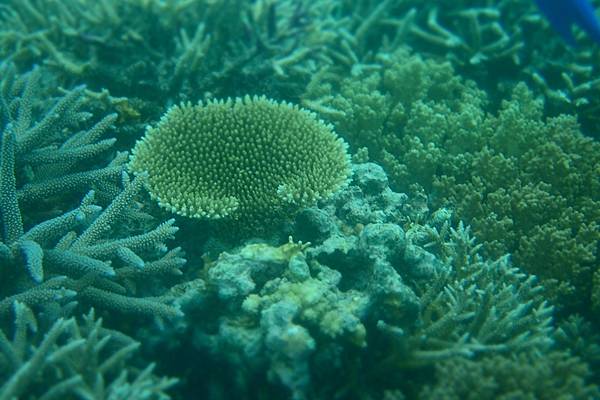 🌤️帛琉行🇵🇼🕶🏖_180715_0504 🌤️帛琉行🇵🇼🕶🏖_180715_0504