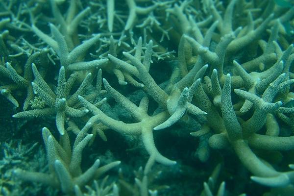 🌤️帛琉行🇵🇼🕶🏖_180715_0499 🌤️帛琉行🇵🇼🕶🏖_180715_0499