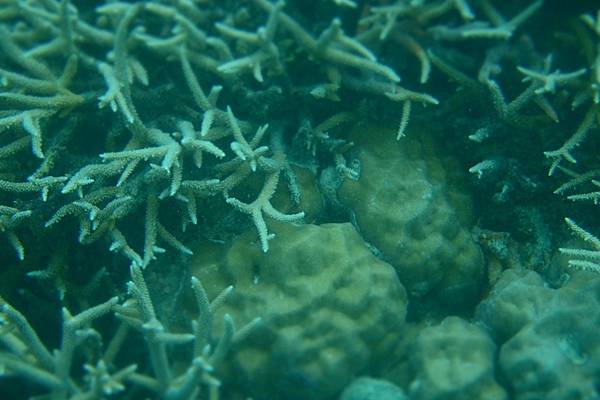 🌤️帛琉行🇵🇼🕶🏖_180715_0503 🌤️帛琉行🇵🇼🕶🏖_180715_0503