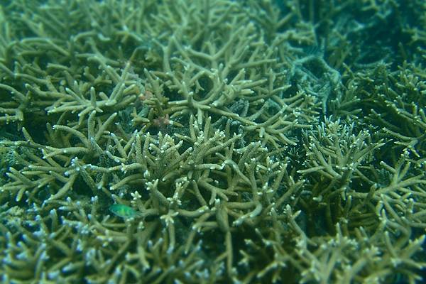 🌤️帛琉行🇵🇼🕶🏖_180715_0506 🌤️帛琉行🇵🇼🕶🏖_180715_0506