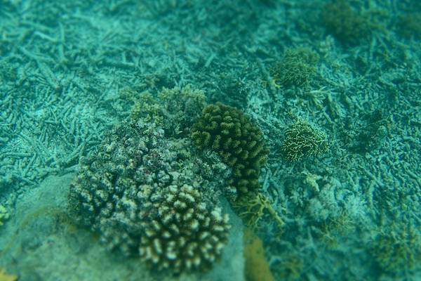 🌤️帛琉行🇵🇼🕶🏖_180715_0508 🌤️帛琉行🇵🇼🕶🏖_180715_0508