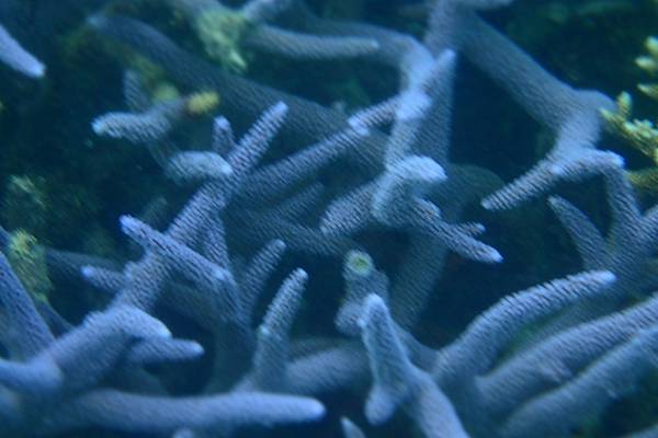 🌤️帛琉行🇵🇼🕶🏖_180819_0505 🌤️帛琉行🇵🇼🕶🏖_180819_0505