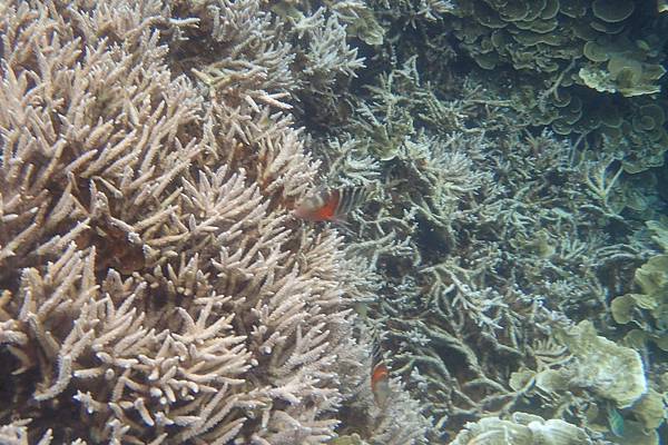 🌤️帛琉行🇵🇼🕶🏖_180715_0206 🌤️帛琉行🇵🇼🕶🏖_180715_0206