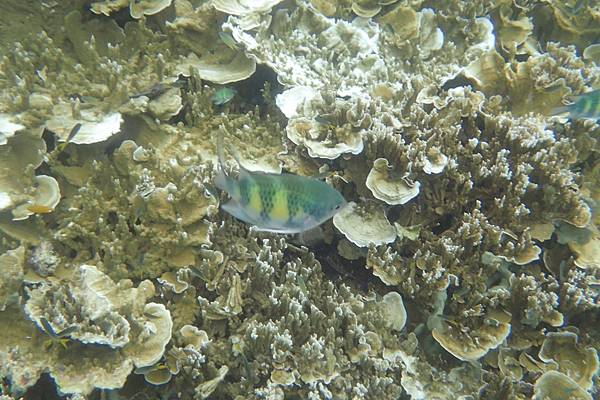 🌤️帛琉行🇵🇼🕶🏖_180715_0225 🌤️帛琉行🇵🇼🕶🏖_180715_0225