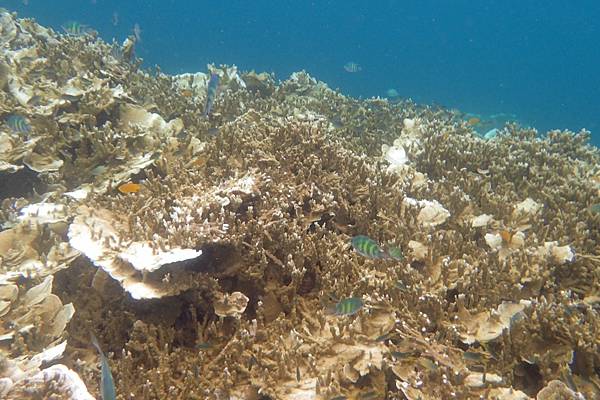 🌤️帛琉行🇵🇼🕶🏖_180715_0223 🌤️帛琉行🇵🇼🕶🏖_180715_0223