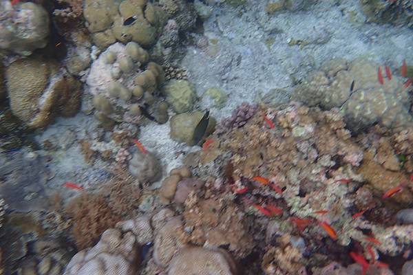🌤️帛琉行🇵🇼🕶🏖_180715_0380 🌤️帛琉行🇵🇼🕶🏖_180715_0380