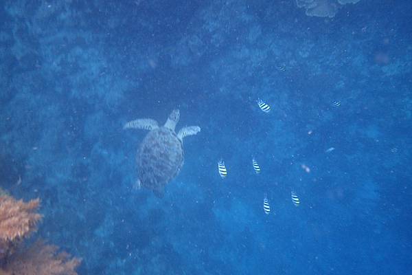 🌤️帛琉行🇵🇼🕶🏖_180715_0385 🌤️帛琉行🇵🇼🕶🏖_180715_0385