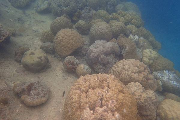 🌤️帛琉行🇵🇼🕶🏖_180724_0296 🌤️帛琉行🇵🇼🕶🏖_180724_0296