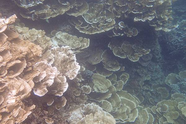 🌤️帛琉行🇵🇼🕶🏖_180724_0232 🌤️帛琉行🇵🇼🕶🏖_180724_0232