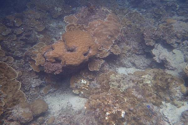 🌤️帛琉行🇵🇼🕶🏖_180724_0293 🌤️帛琉行🇵🇼🕶🏖_180724_0293