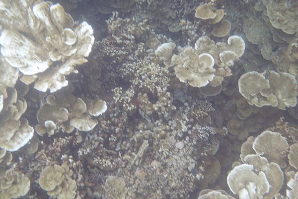 🌤️帛琉行🇵🇼🕶🏖_180724_0227 🌤️帛琉行🇵🇼🕶🏖_180724_0227