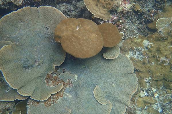 🌤️帛琉行🇵🇼🕶🏖_180724_0287 🌤️帛琉行🇵🇼🕶🏖_180724_0287