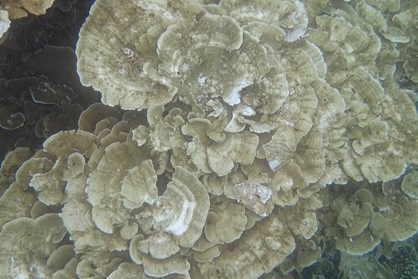 🌤️帛琉行🇵🇼🕶🏖_180724_0254 🌤️帛琉行🇵🇼🕶🏖_180724_0254