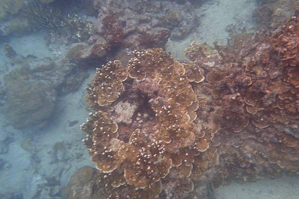 🌤️帛琉行🇵🇼🕶🏖_180724_0295 🌤️帛琉行🇵🇼🕶🏖_180724_0295