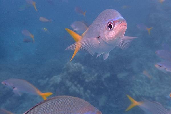 🌤️帛琉行🇵🇼🕶🏖_180715_0459 🌤️帛琉行🇵🇼🕶🏖_180715_0459