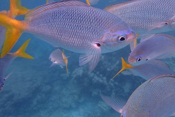 🌤️帛琉行🇵🇼🕶🏖_180715_0460 🌤️帛琉行🇵🇼🕶🏖_180715_0460