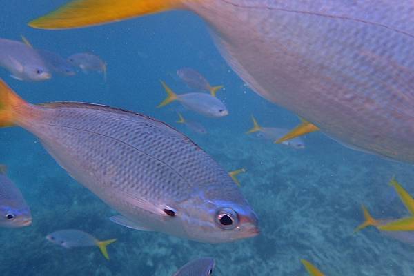🌤️帛琉行🇵🇼🕶🏖_180715_0445 🌤️帛琉行🇵🇼🕶🏖_180715_0445
