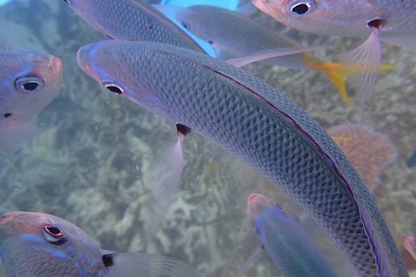 🌤️帛琉行🇵🇼🕶🏖_180715_0420 🌤️帛琉行🇵🇼🕶🏖_180715_0420